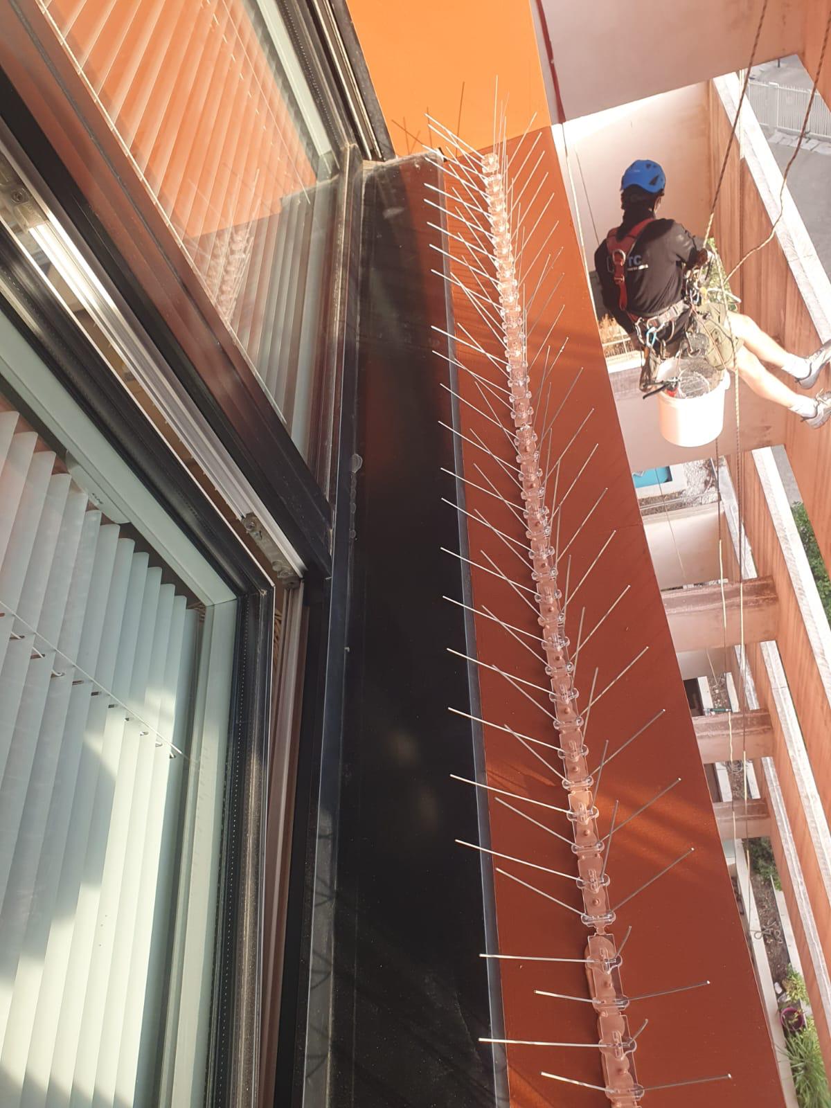 Ponçage et peinture bois en hauteur par des cordistes